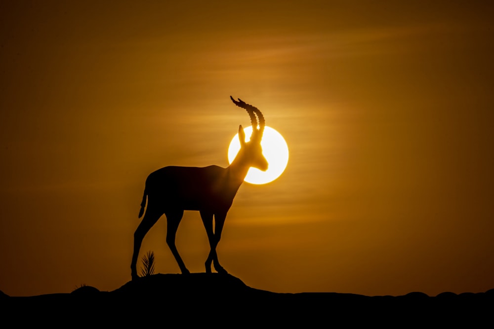 silhouette of deer