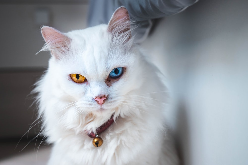 Foto de enfoque superficial de gato blanco