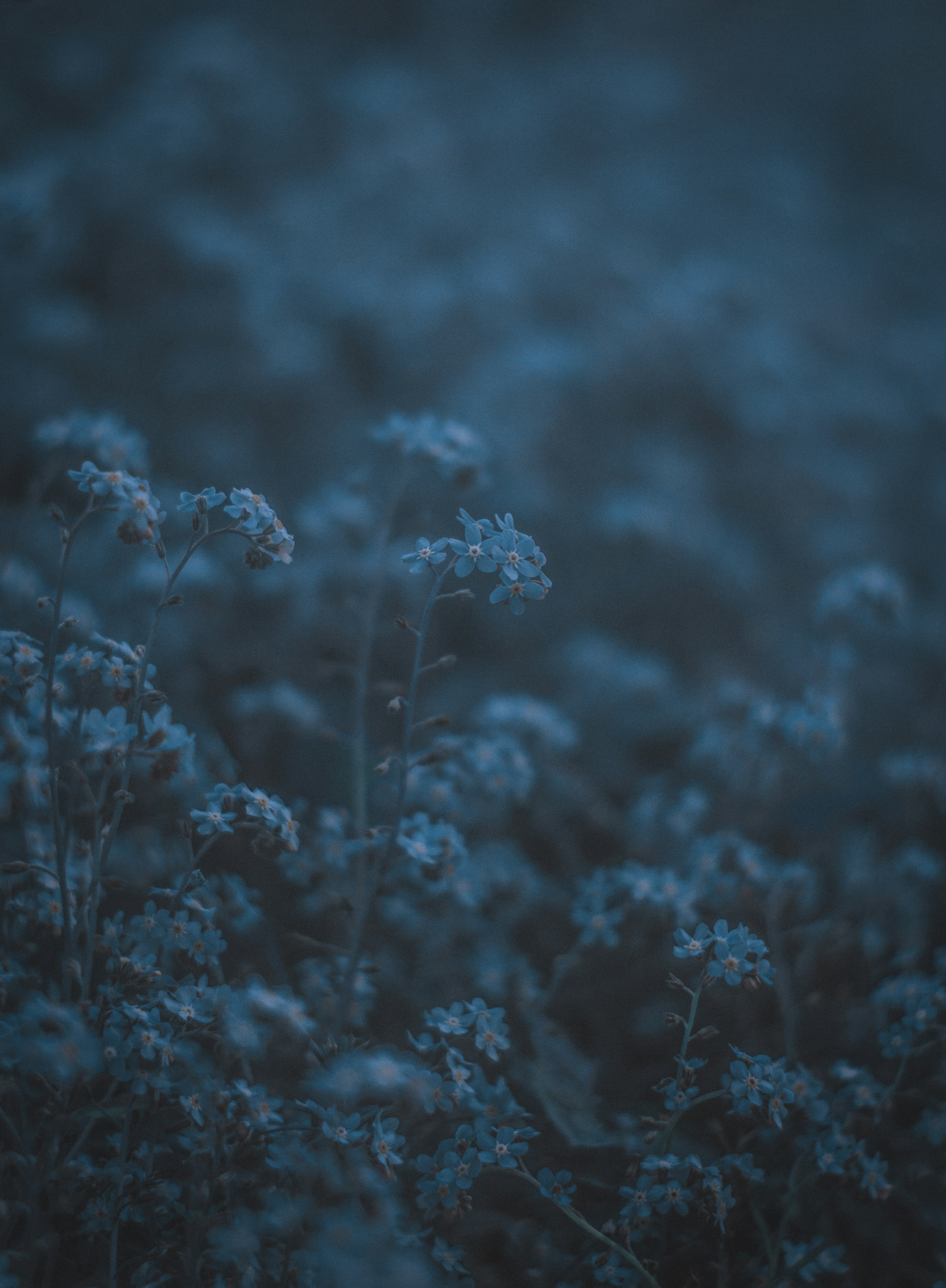 Photo by mavredium