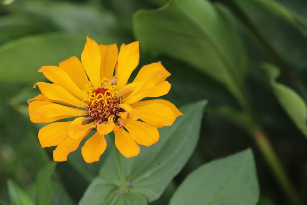 selective focus photography of yellow petaled flowers