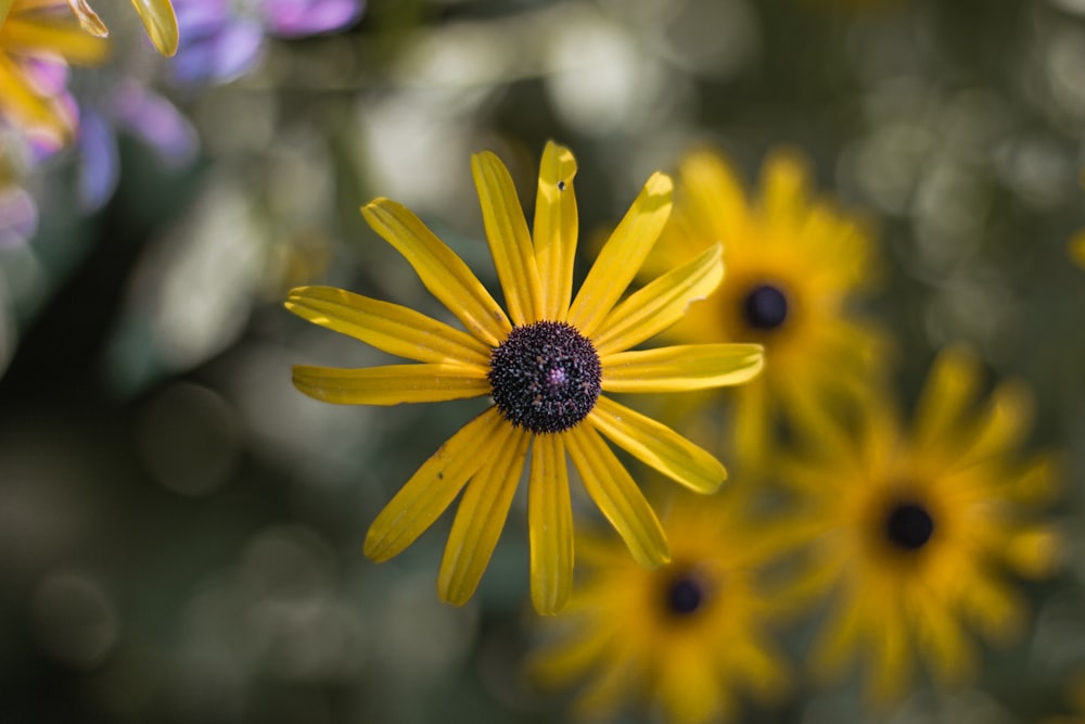 selective-focus photography of yellow petaled flower