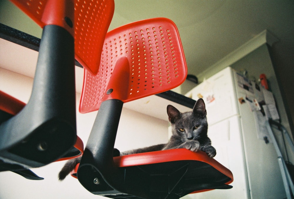 gray cat on chair