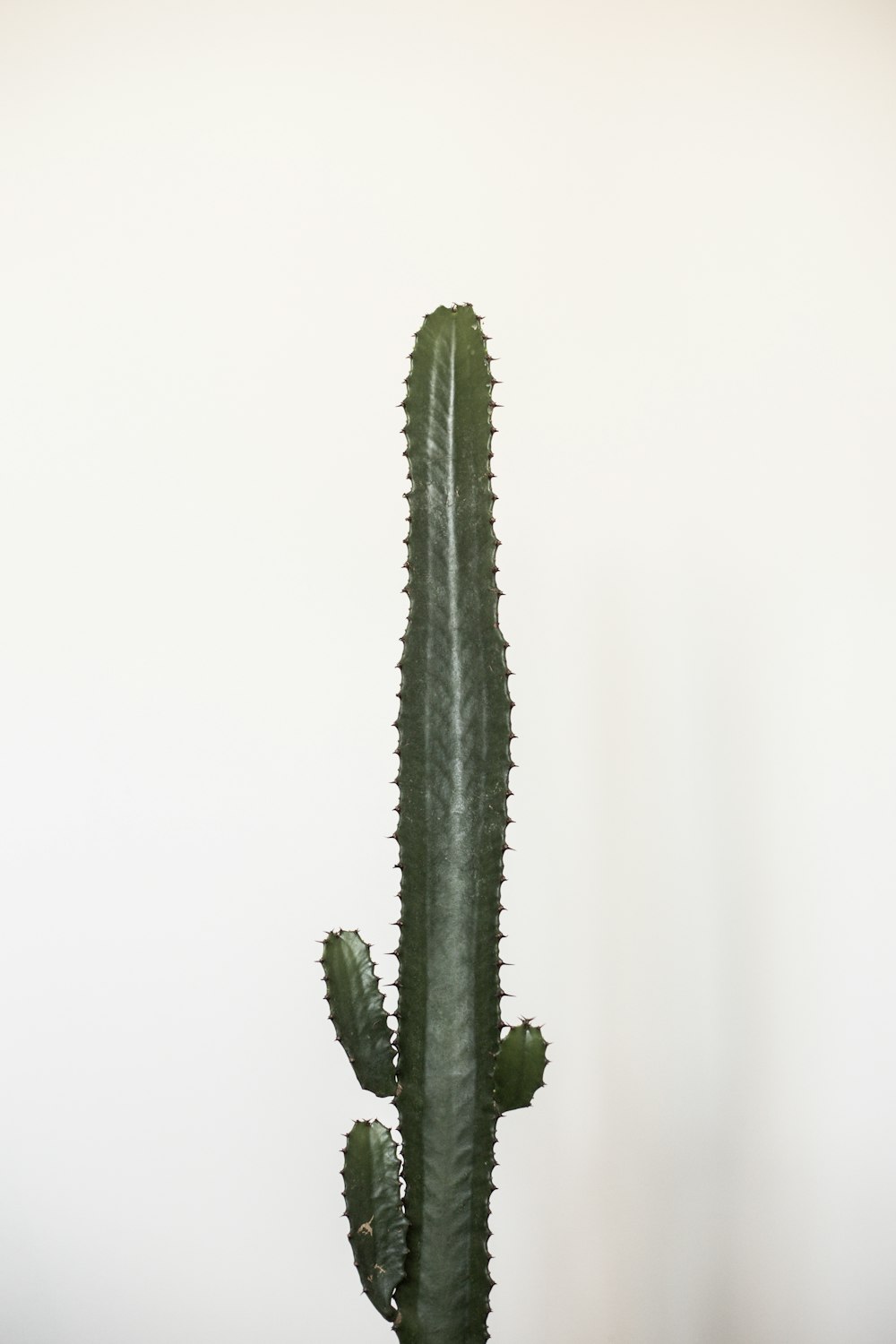 green cactus