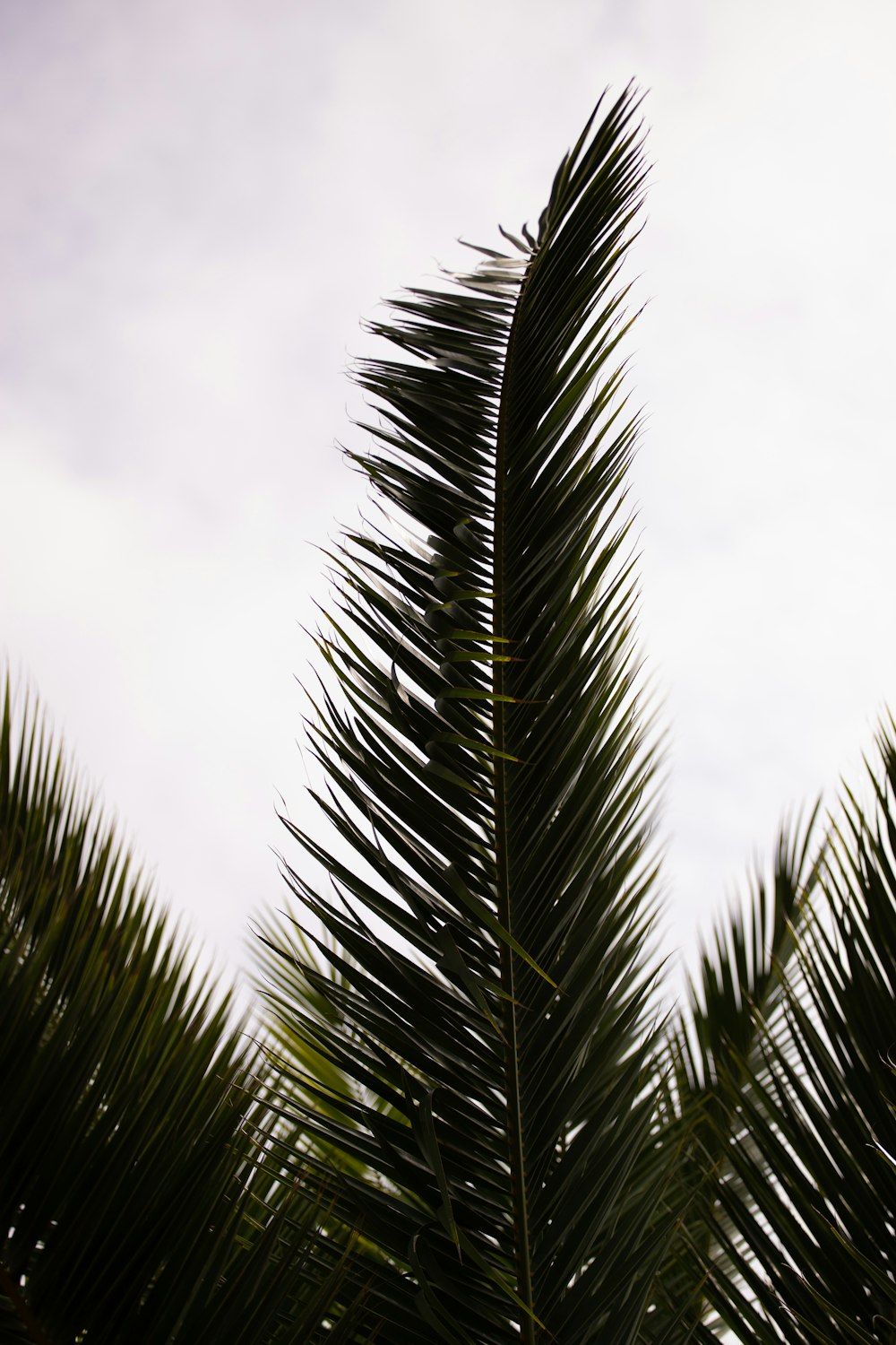 green fern plants