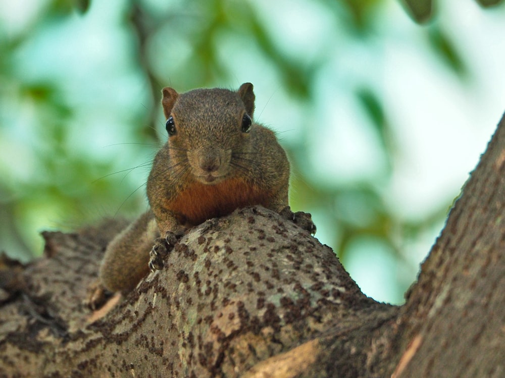 a squirrel is sitting on a tree branch