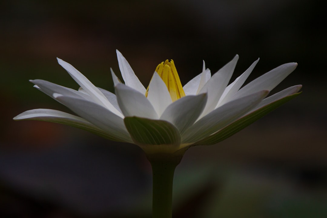 macro photography of white and yellow lotus flower