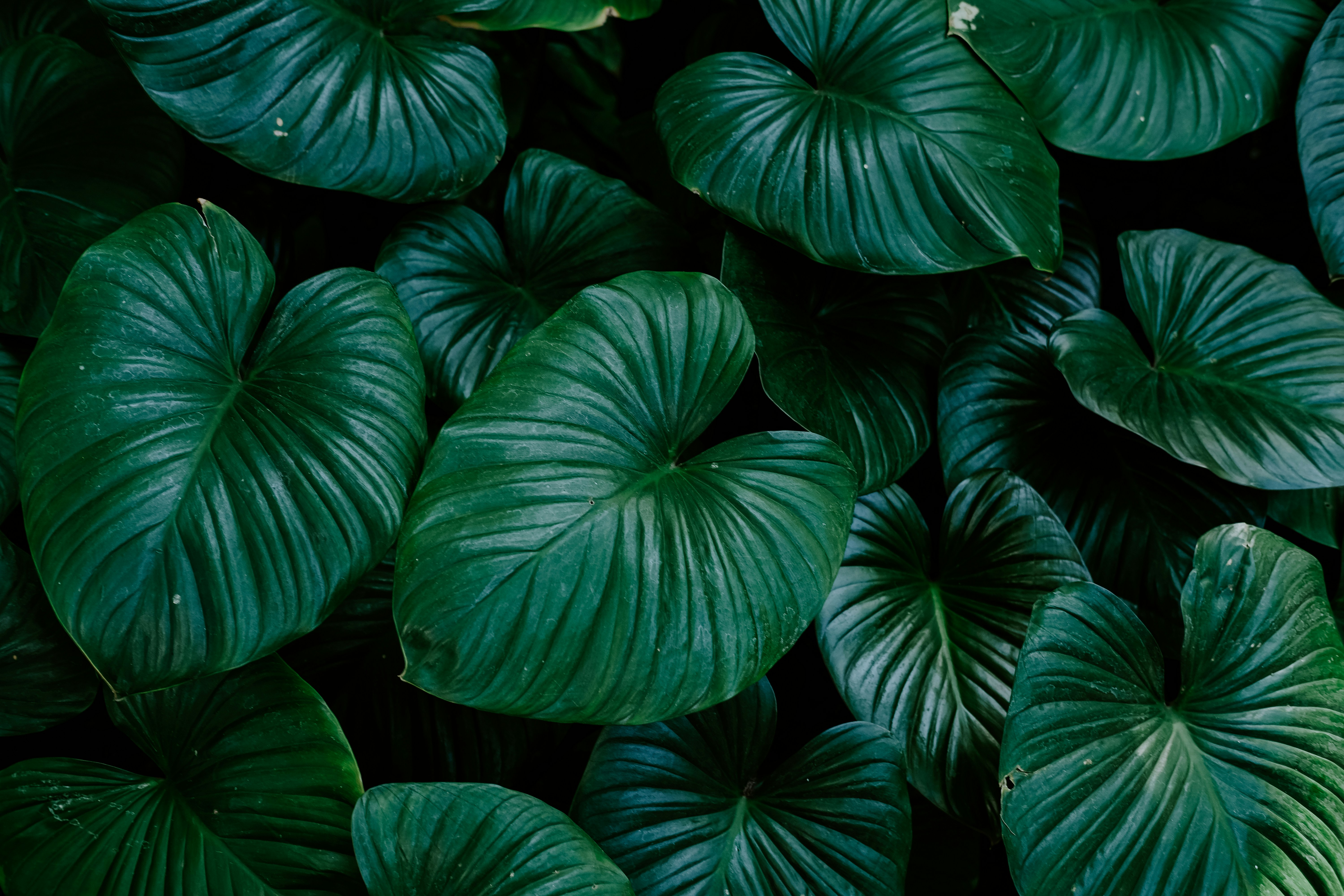 Photo by sudharmaputra