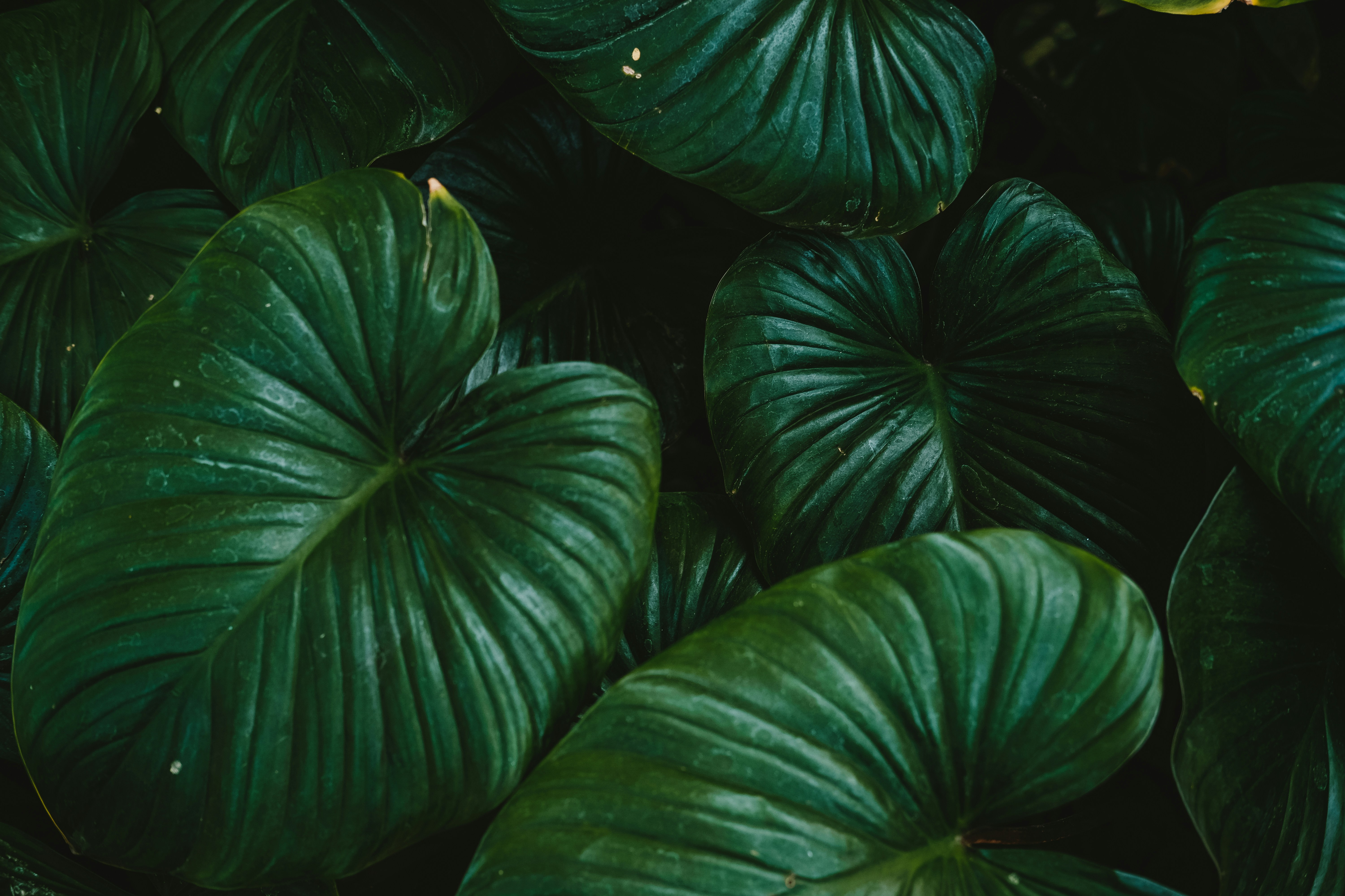 Photo by sudharmaputra