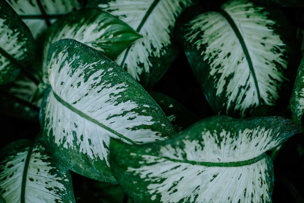 shallow focus photography of green dumb cane plant