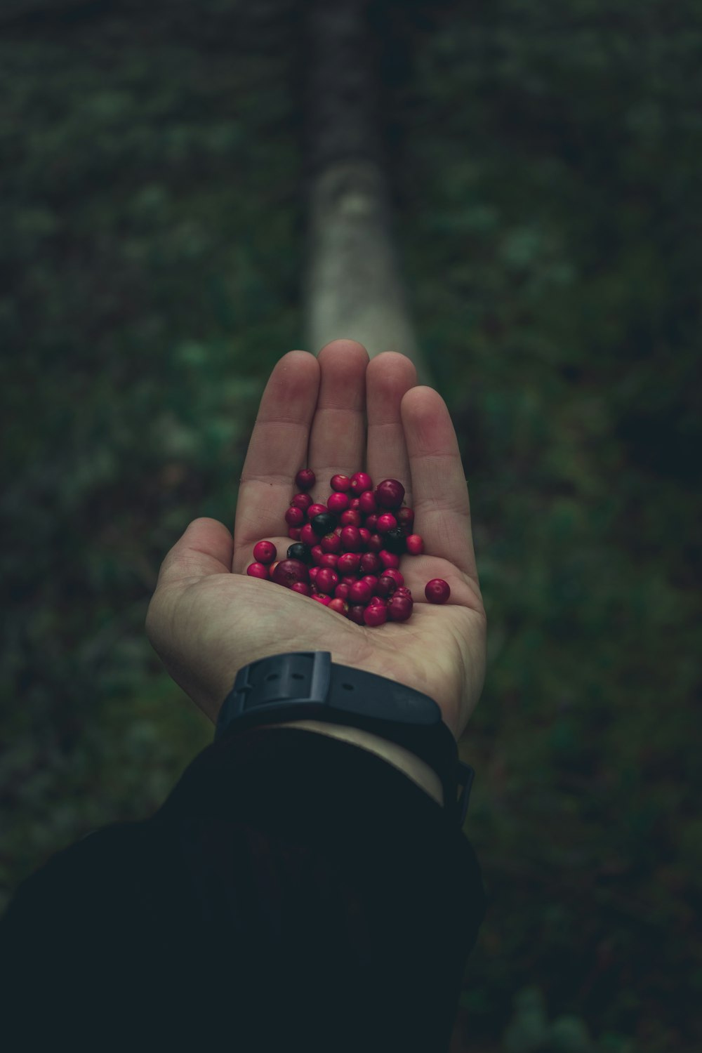 person's hand holding palm of red berries