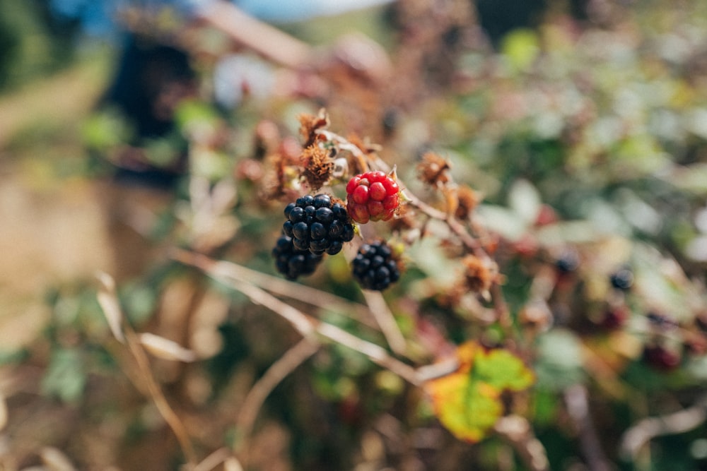 Flachfokusfotografie von roten und schwarzen Beeren