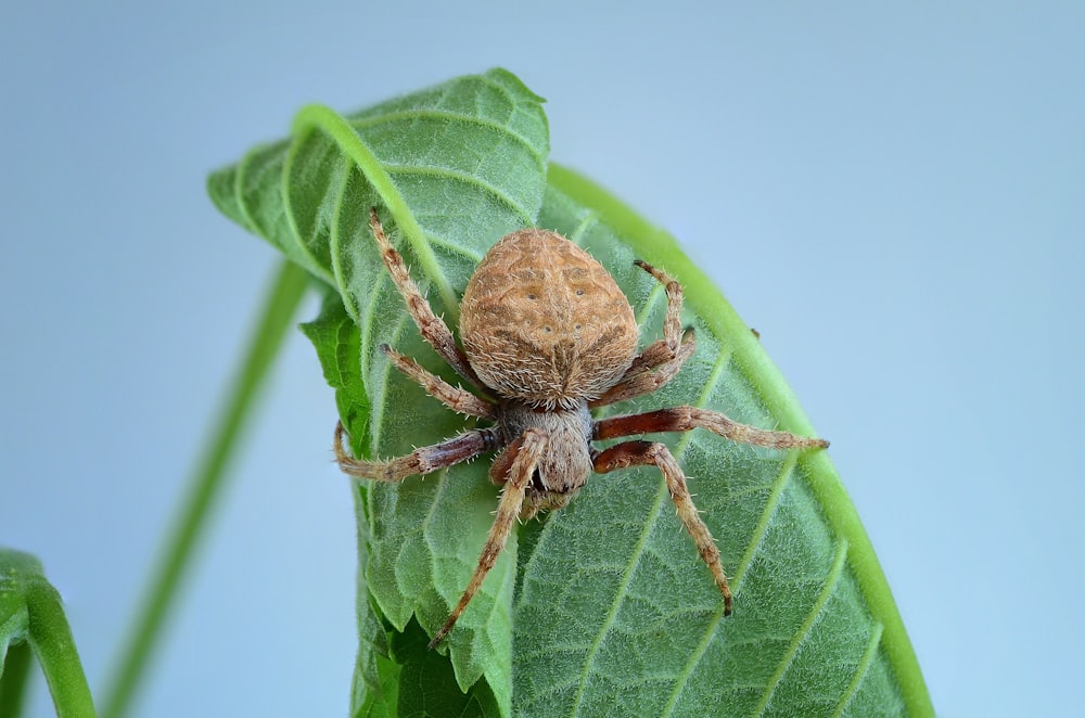 brown spider perched on green leaf