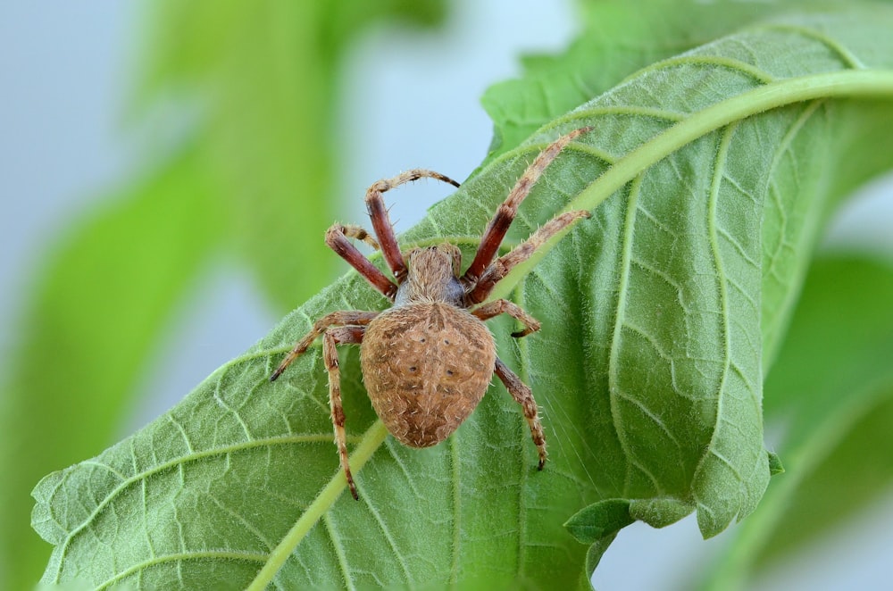 brown spider perched on green leaf