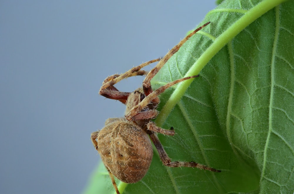 selective focus photography of brown spider