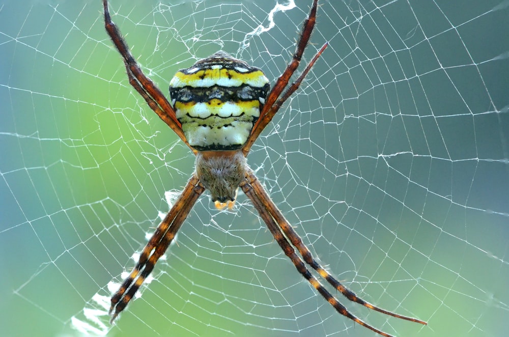 brown and white spider