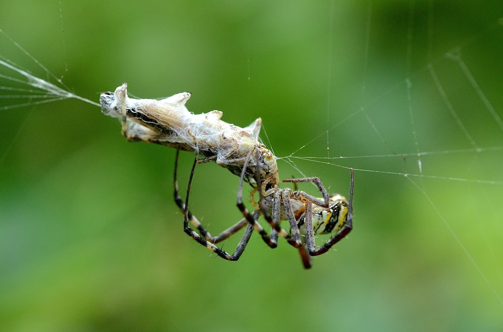 closeup photo of spider