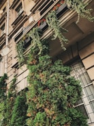 An exterior view of an old building facade with ornate architectural details. Lush greenery, including potted plants with cascading vines and tall evergreen bushes, adorns the wall, providing a contrast to the beige stone and glass windows. Satellite dishes are visible on the building's corners.