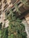 An exterior view of an old building facade with ornate architectural details. Lush greenery, including potted plants with cascading vines and tall evergreen bushes, adorns the wall, providing a contrast to the beige stone and glass windows. Satellite dishes are visible on the building's corners.