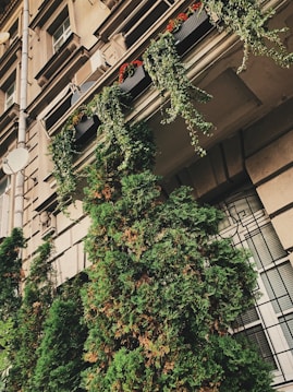 An exterior view of an old building facade with ornate architectural details. Lush greenery, including potted plants with cascading vines and tall evergreen bushes, adorns the wall, providing a contrast to the beige stone and glass windows. Satellite dishes are visible on the building's corners.