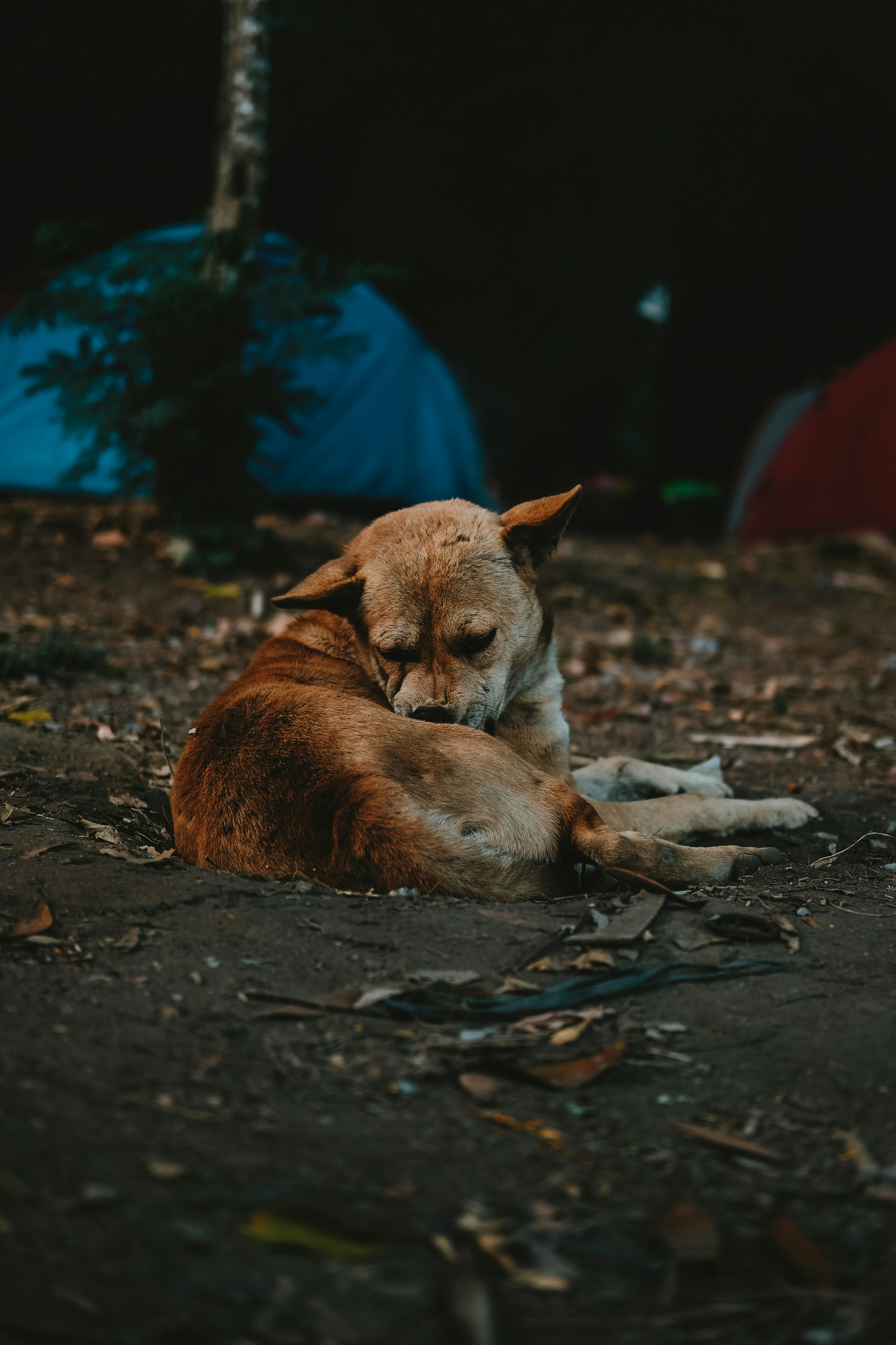 Photo by sudharmaputra