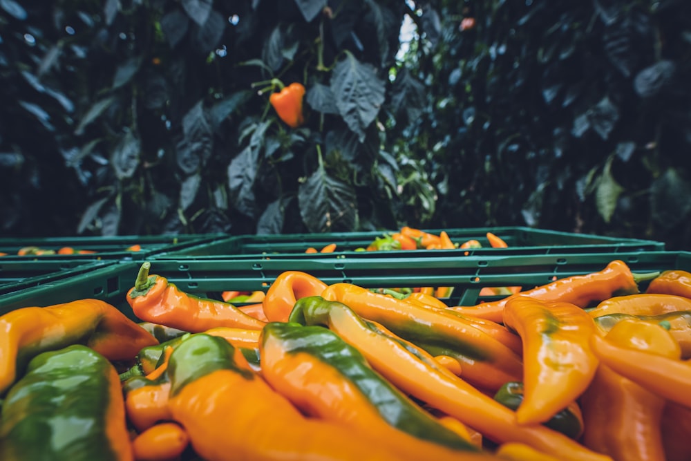 orange carrots