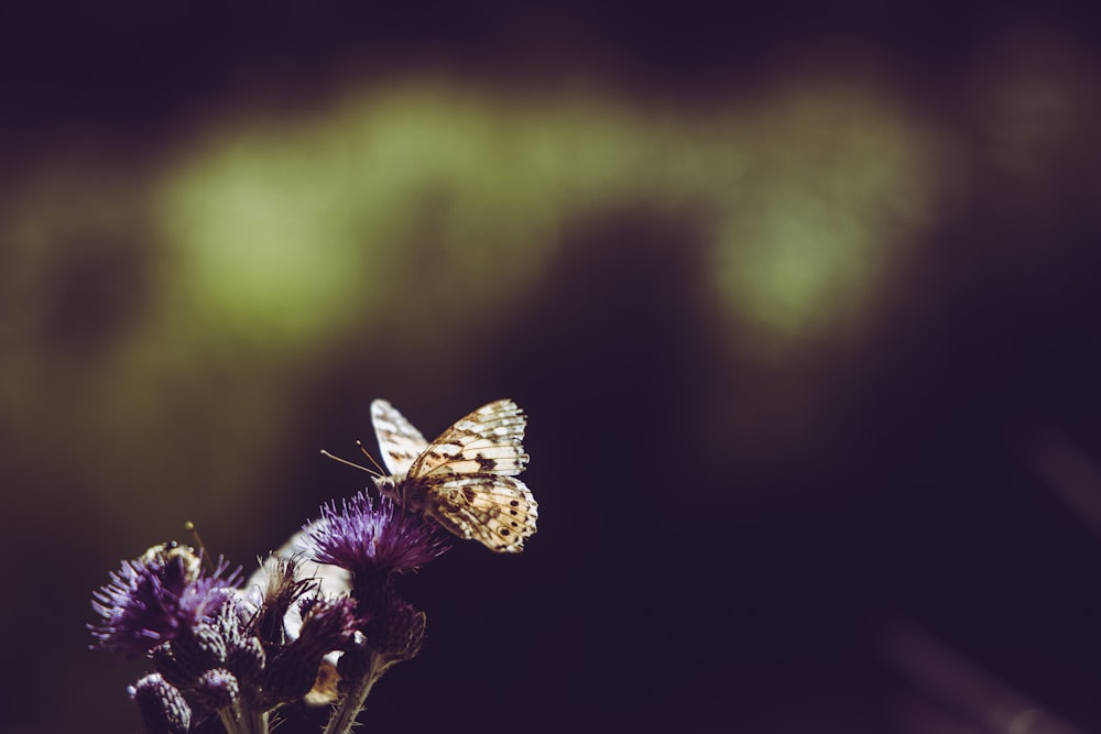 brown and black butterfly photography