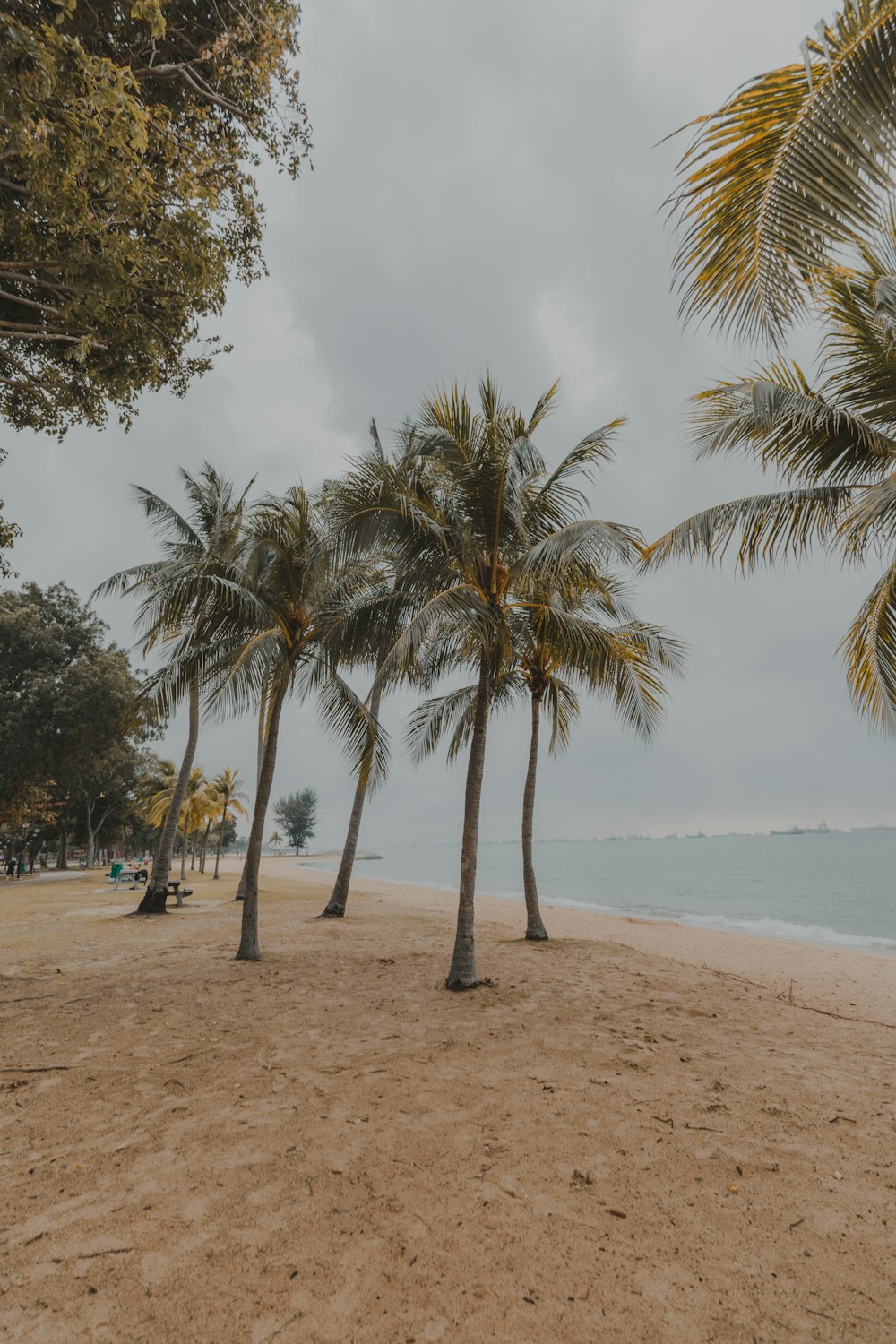 green and brown coconut trees