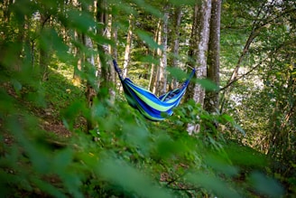 A lightweight portable hammock hanging between two trees in a forest.