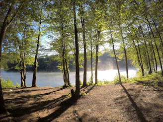 A serene lakeside at Othona West Dorset, with soft morning light filtering through tall trees.