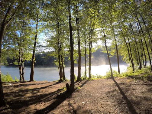 A serene lakeside at Othona West Dorset, with soft morning light filtering through tall trees.