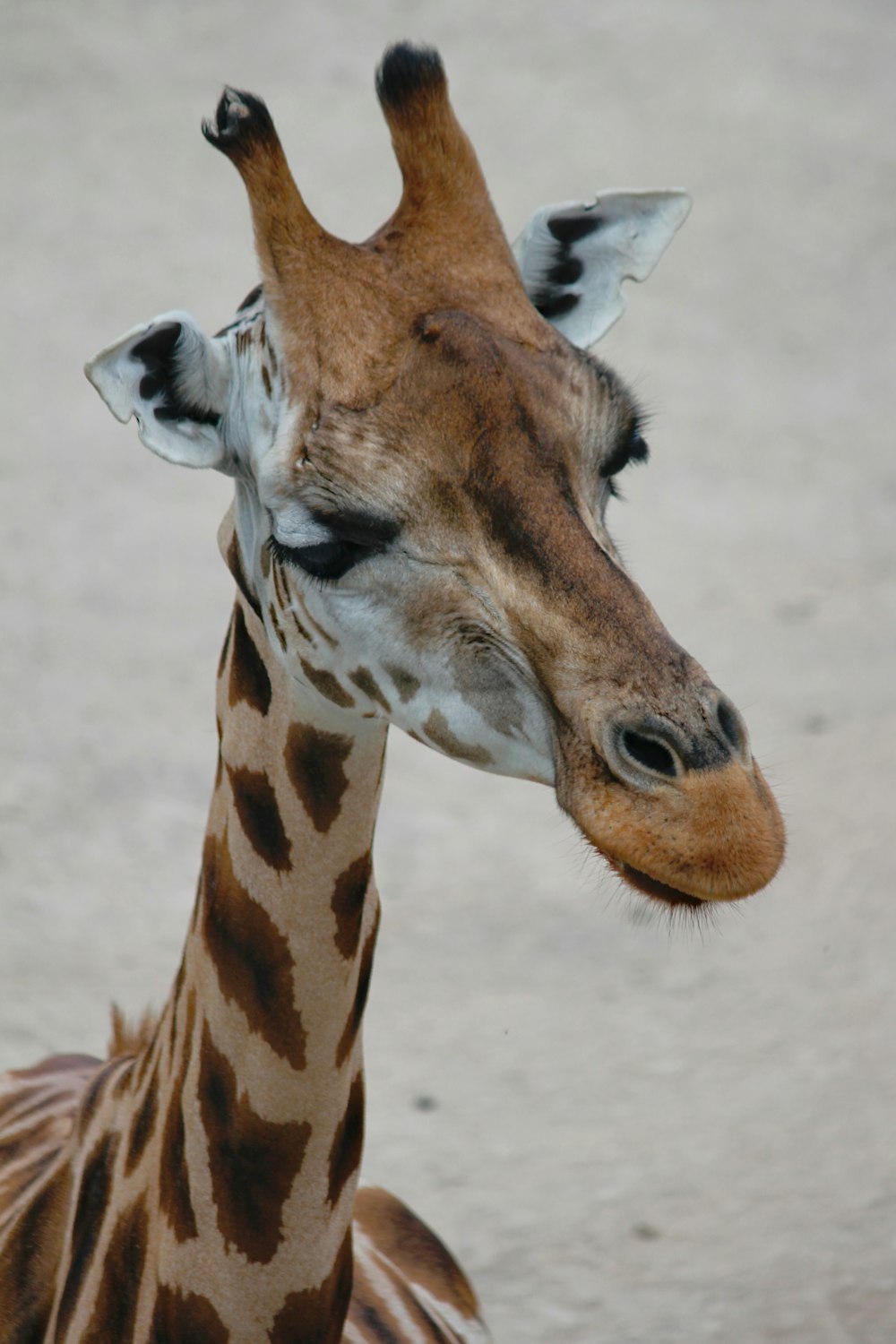 brown giraffe