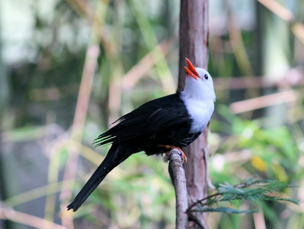 schwarz-weißer Vogel