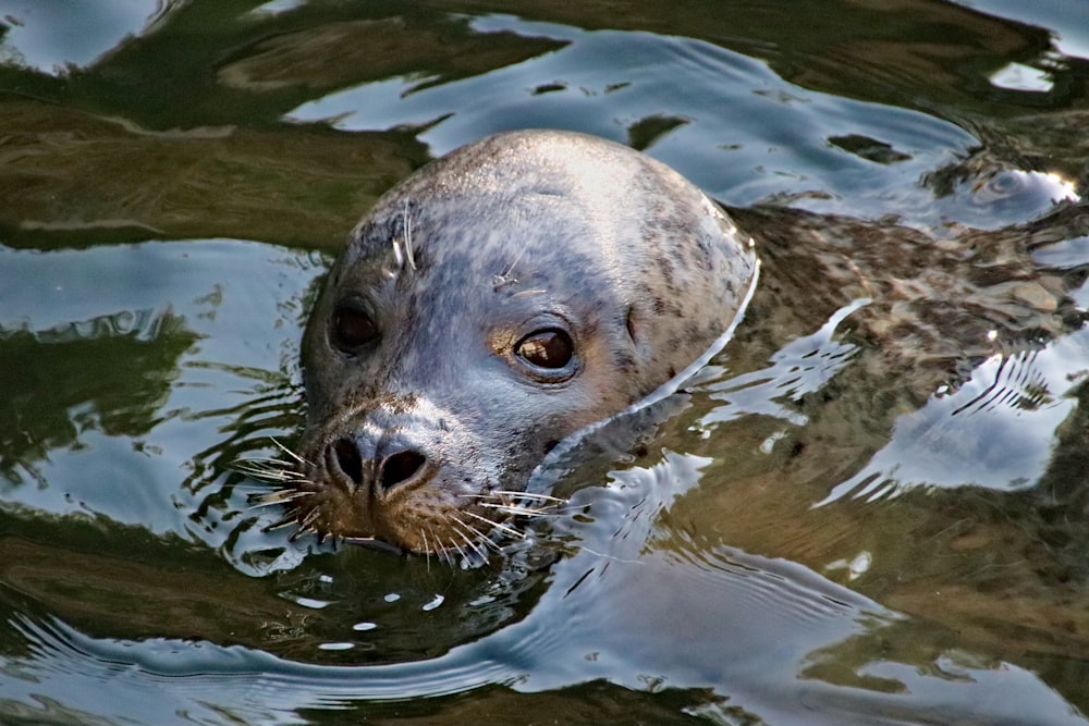 sea lion on body of water