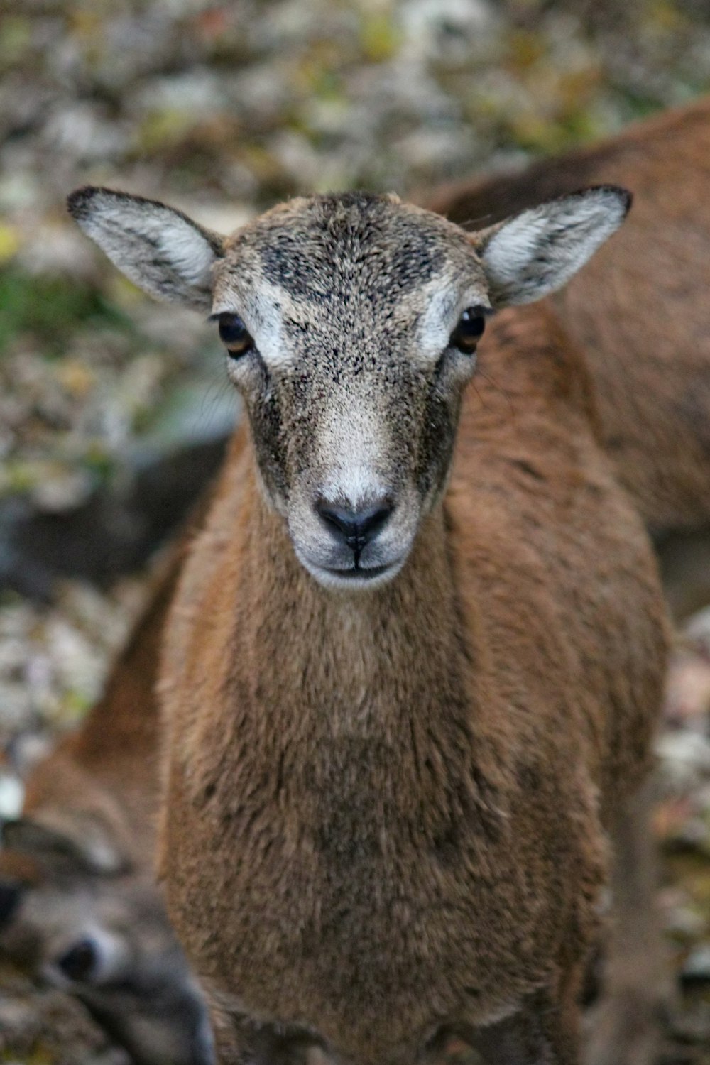 brown deer on focus photography