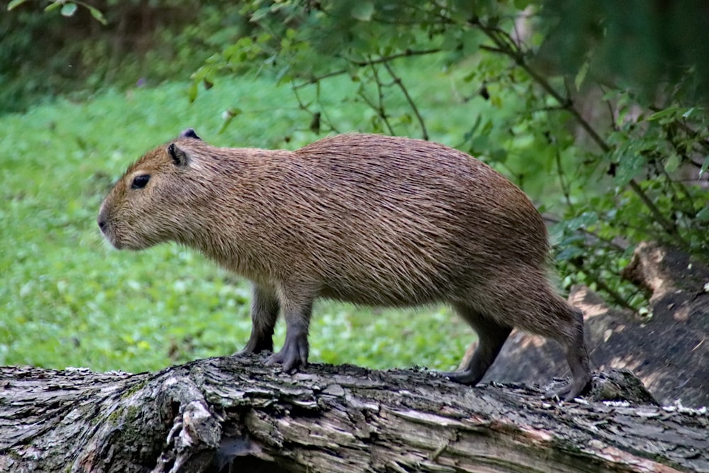 groundhog on branch of tree