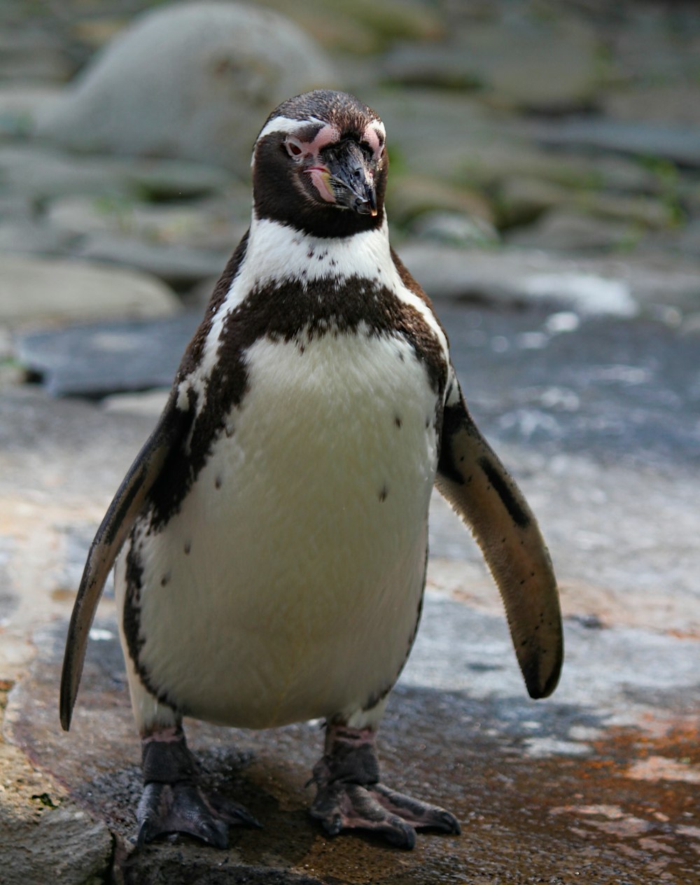 white and black penguin