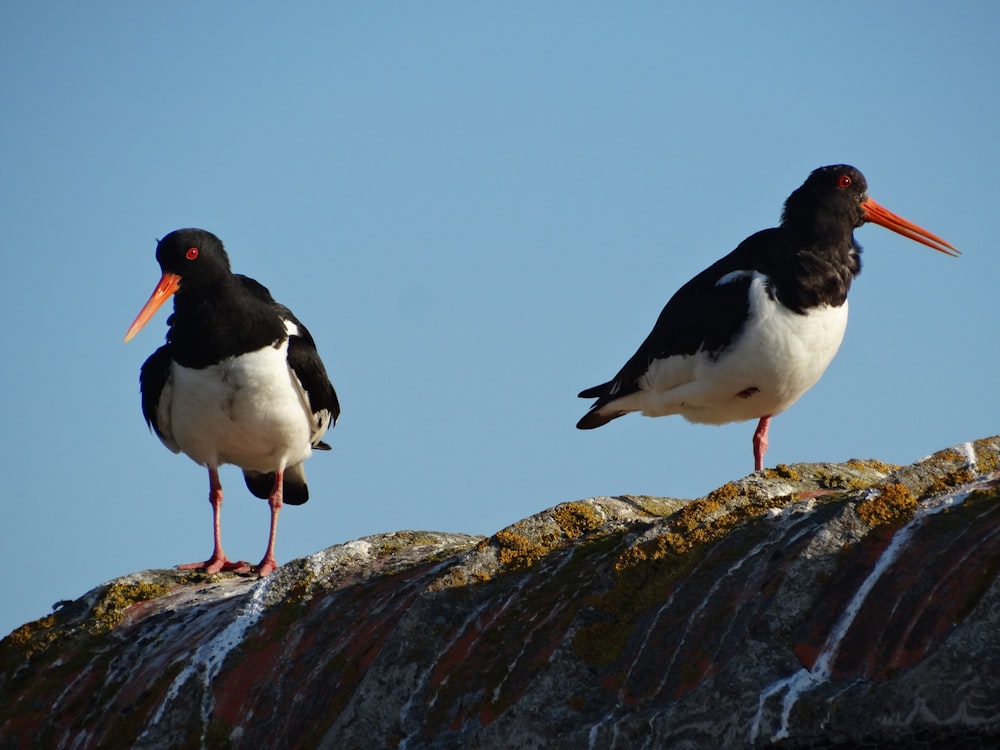 two black and white oystercatcher birds