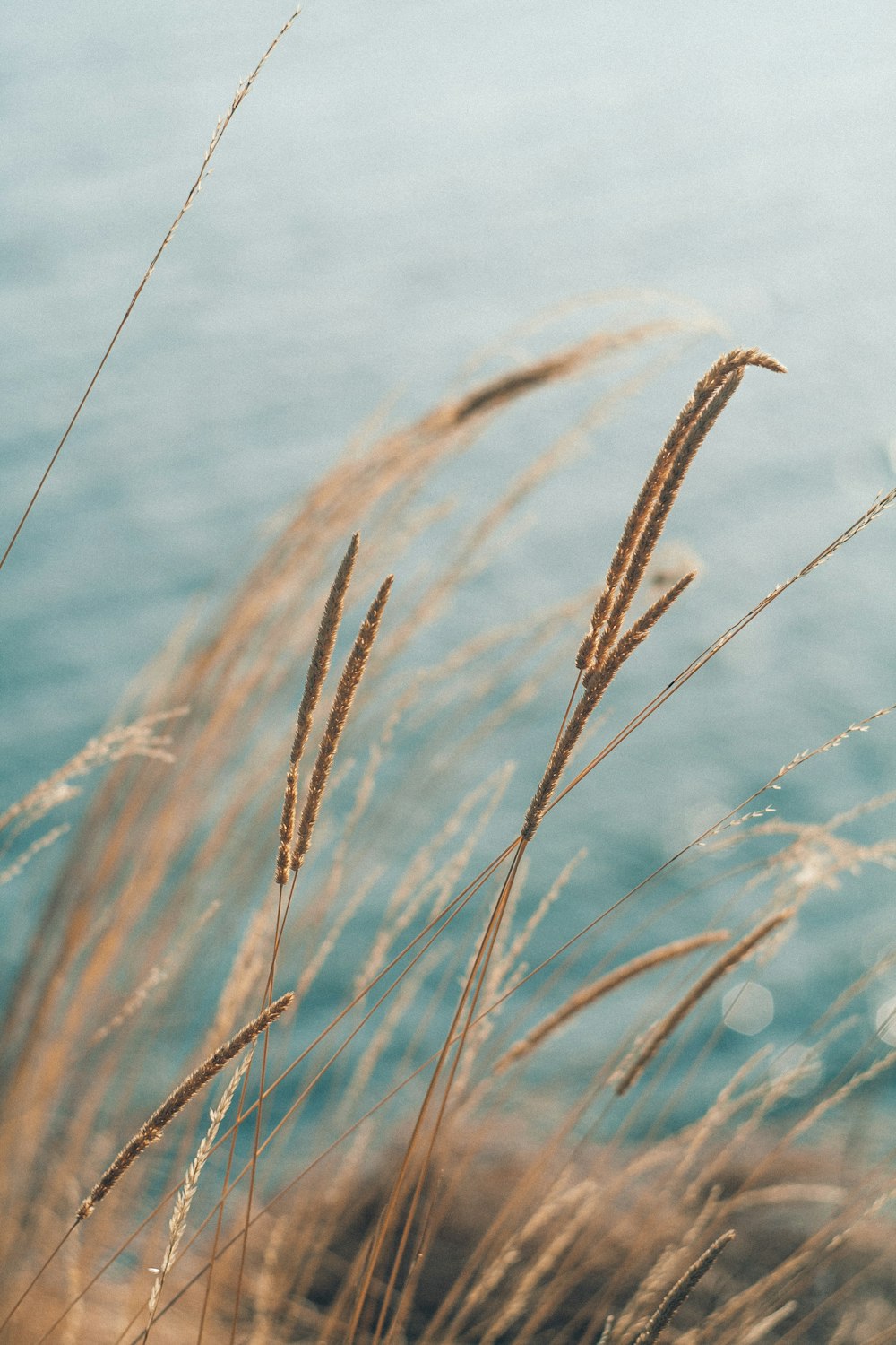 wheat plant