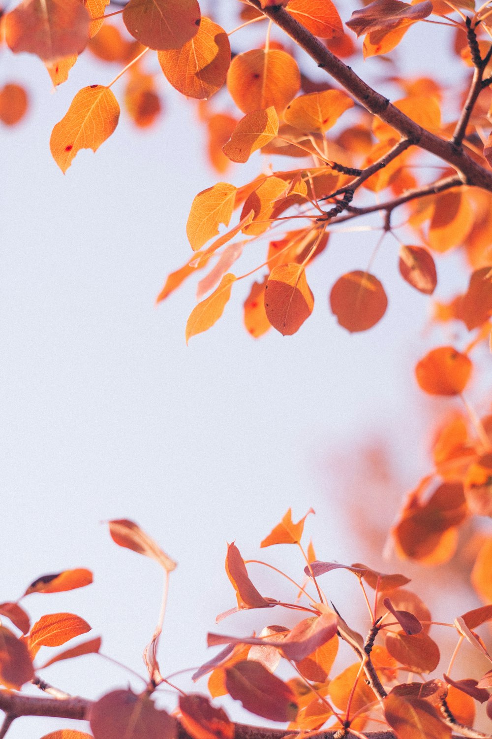 orange-leafed tree