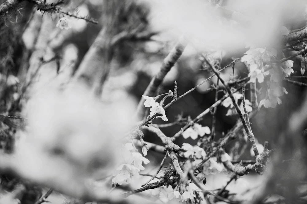 grayscale photo of snow-covered tree