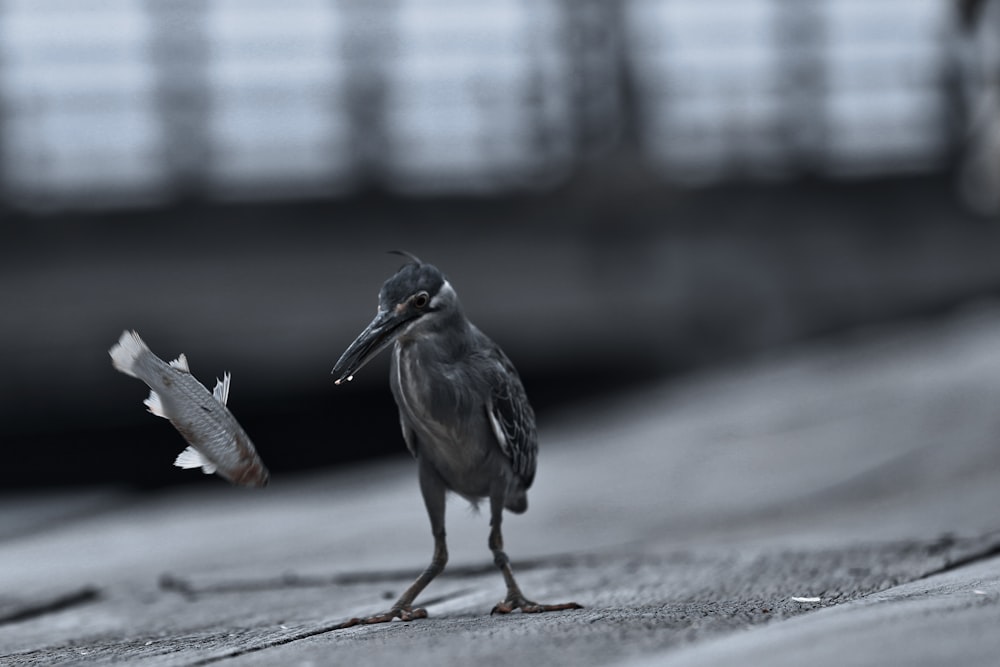 black bird with fish