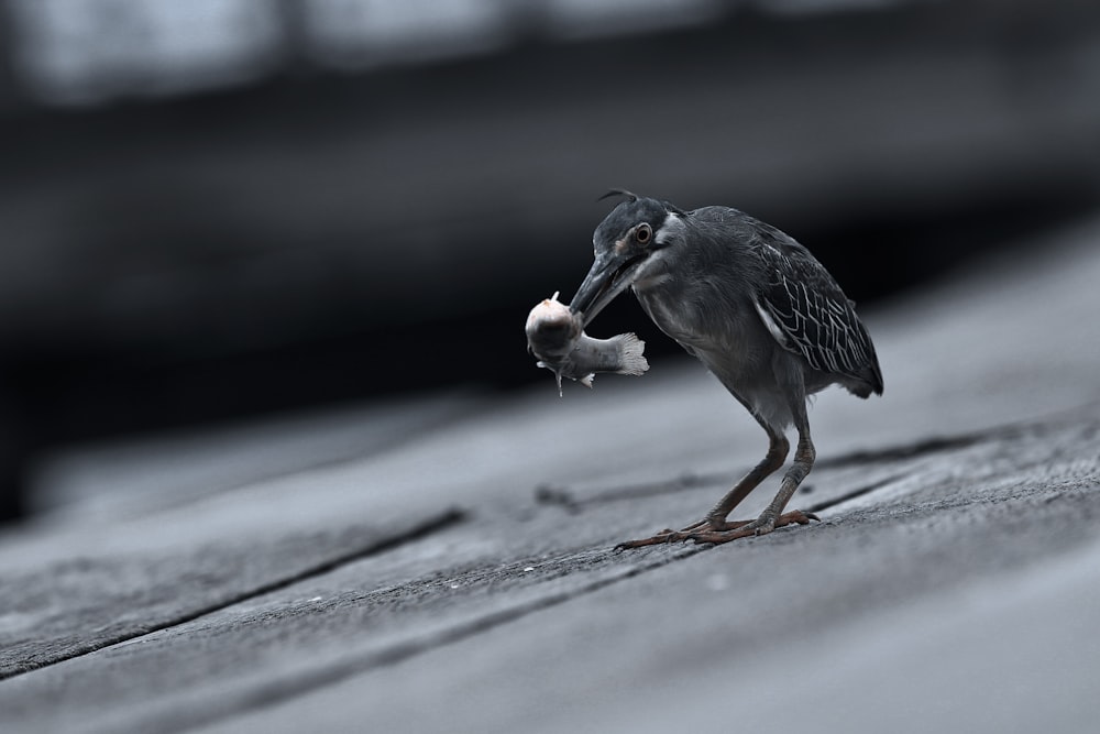 grayscale photography of long-beaked bird