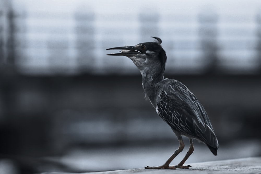 grayscale photography of bird