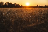 Sunset casting golden light over a vast sugarcane plantation.