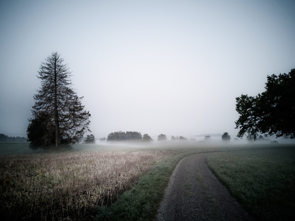 dirt road beside grass and tree covered field during day