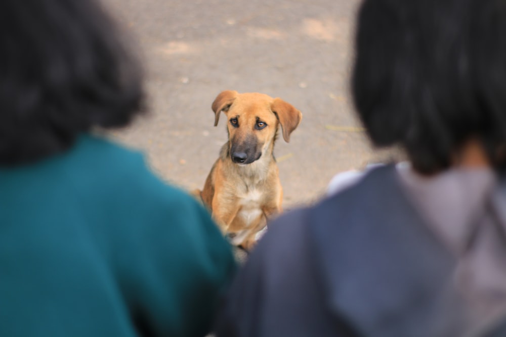 selective-focus photography of dog