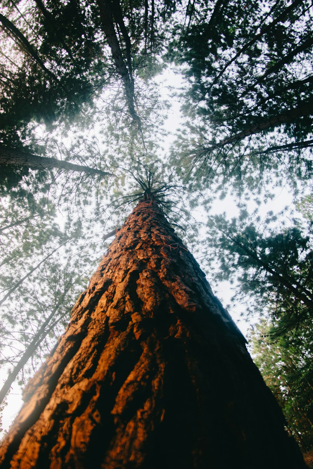 low-angle photography of brown wooden tree bark