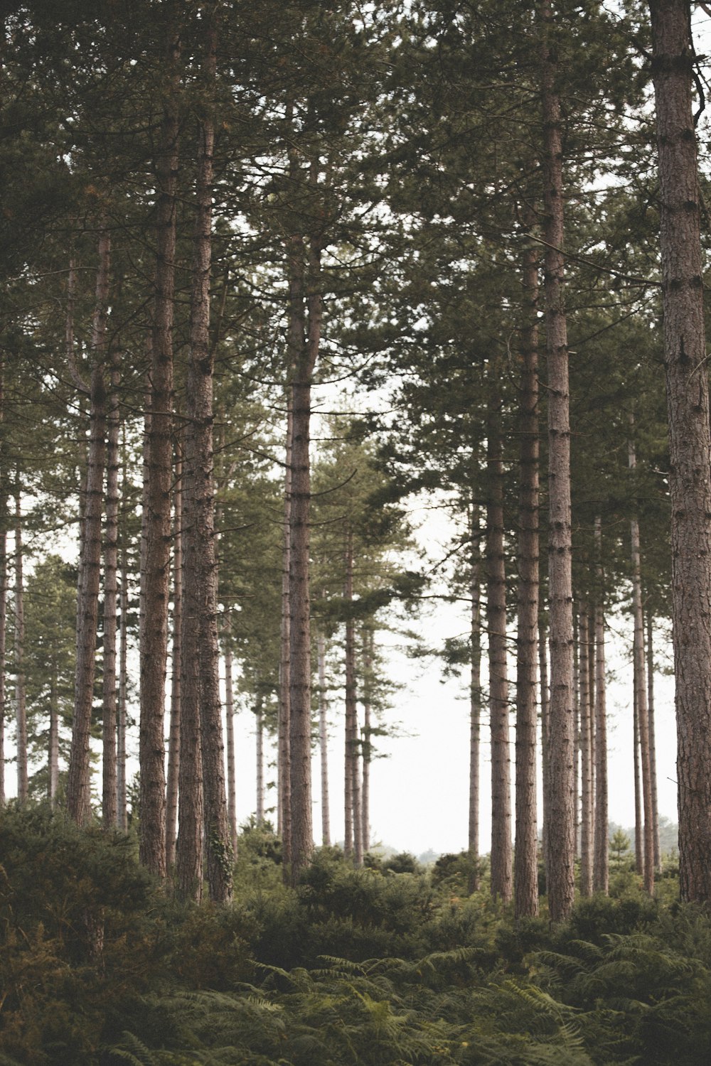 plants and trees during day