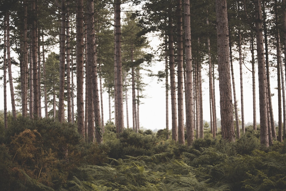 a forest filled with lots of tall trees