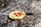 A small black snail is adjacent to a shiny gold coin with a red Bitcoin symbol embossed on its surface. The scene is set against a rough, textured stone background, with some small bits of debris scattered around.
